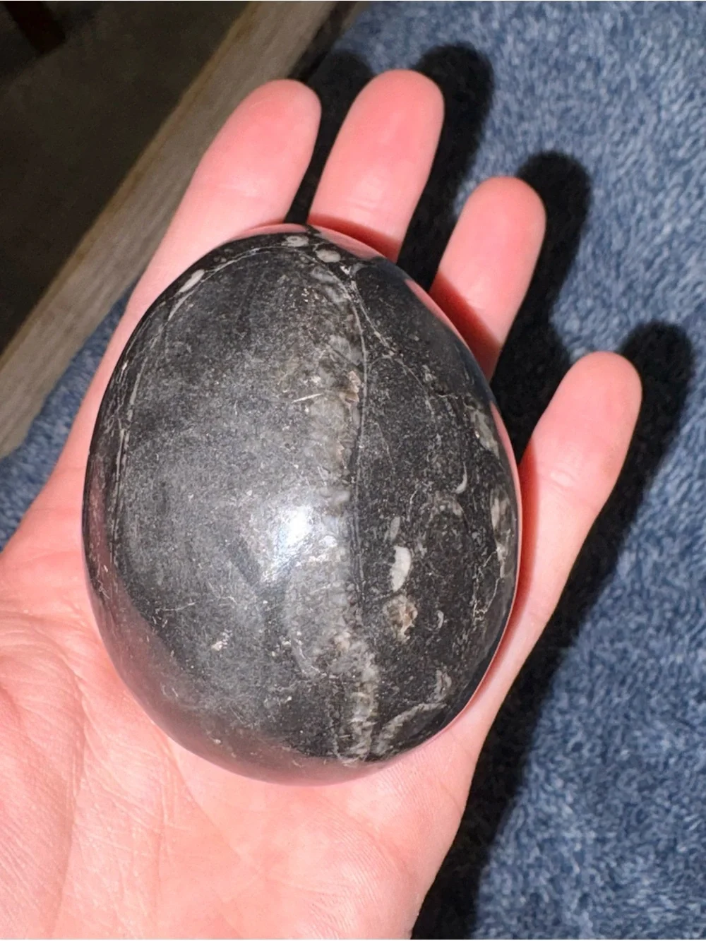 Polished Black & White Fossil Egg - Reptile Habitat